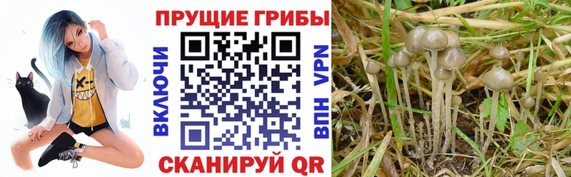 Галлюциногенные грибы мухоморы  кракен ONION  Видное  купить наркотики цена 
